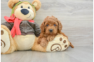 Cute Mini Goldendoodle Baby