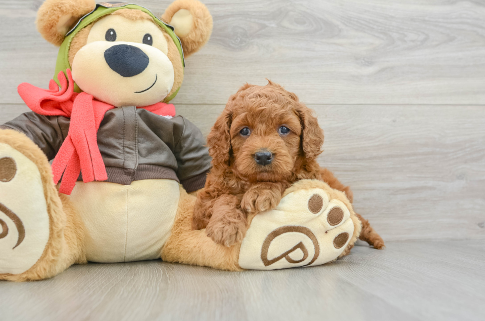 5 week old Mini Goldendoodle Puppy For Sale - Premier Pups