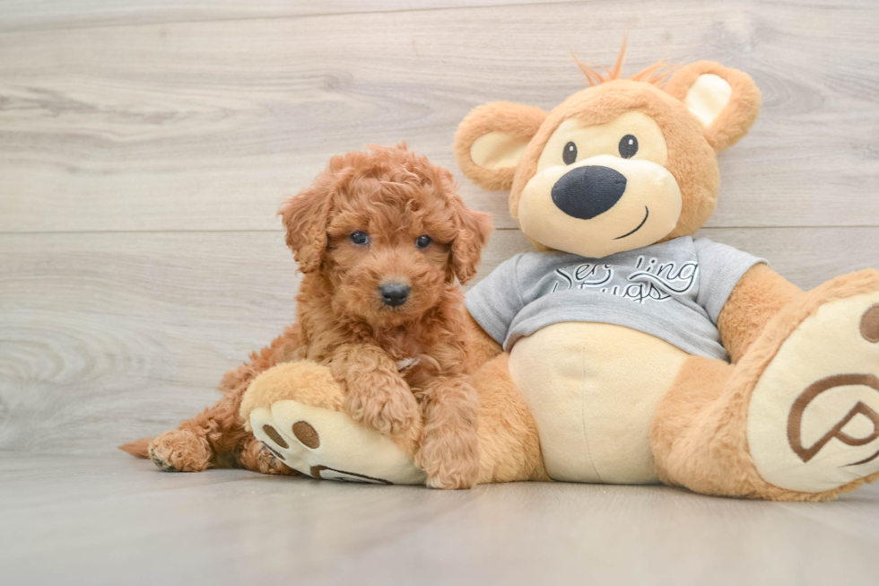 Funny Mini Goldendoodle Poodle Mix Pup