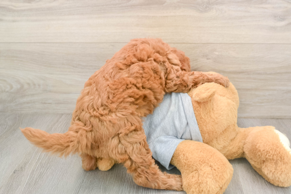 Mini Goldendoodle Puppy for Adoption