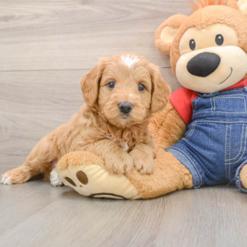 Mini Goldendoodle Pup Being Cute