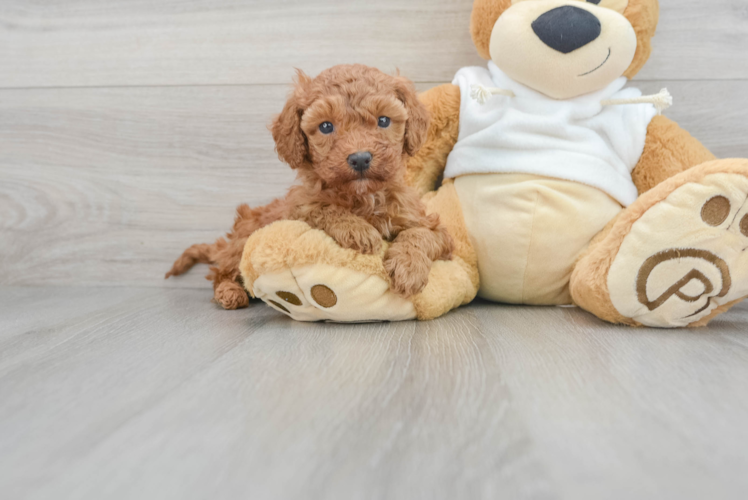 Mini Goldendoodle Puppy for Adoption