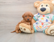 5 week old Mini Goldendoodle Puppy For Sale - Premier Pups