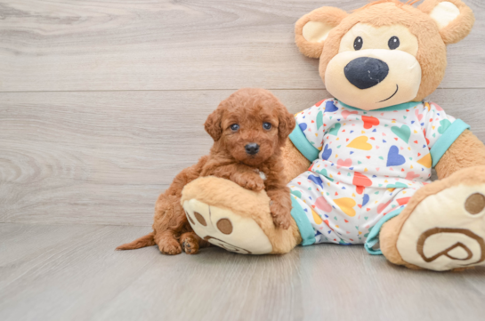 Mini Goldendoodle Puppy for Adoption