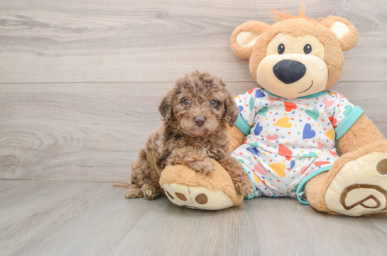 Mini Goldendoodle Pup Being Cute