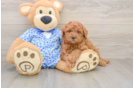 Best Mini Goldendoodle Baby