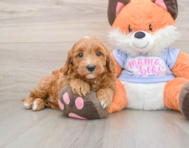 5 week old Mini Goldendoodle Puppy For Sale - Premier Pups