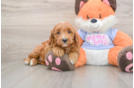 Popular Mini Goldendoodle Poodle Mix Pup