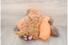 Best Mini Goldendoodle Baby