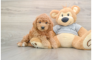 Friendly Mini Goldendoodle Baby