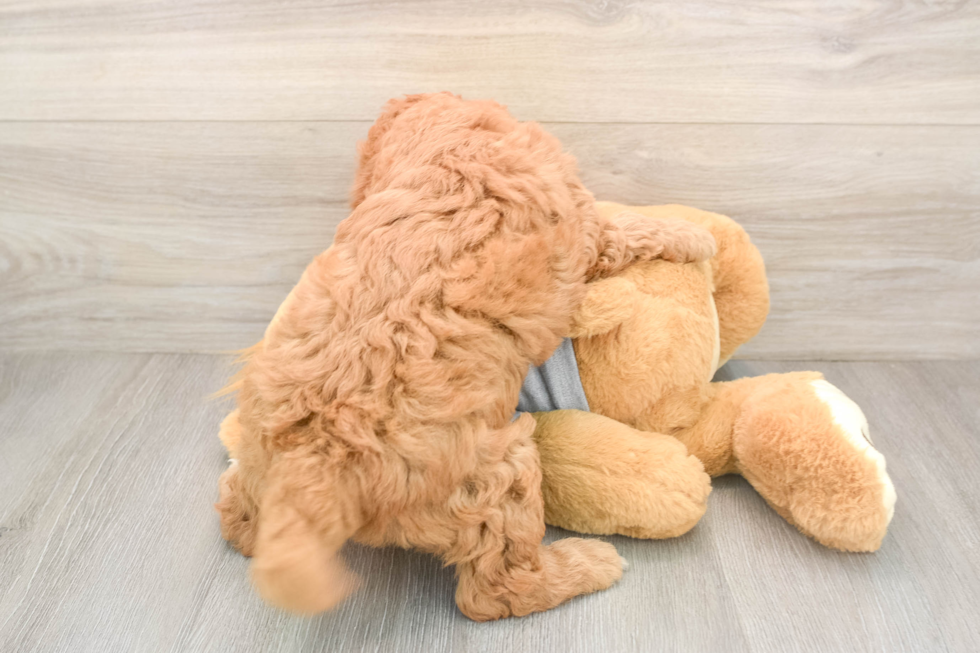 Best Mini Goldendoodle Baby
