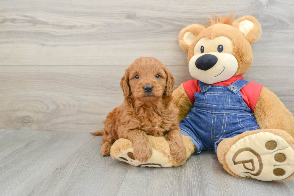 Mini Goldendoodle Pup Being Cute