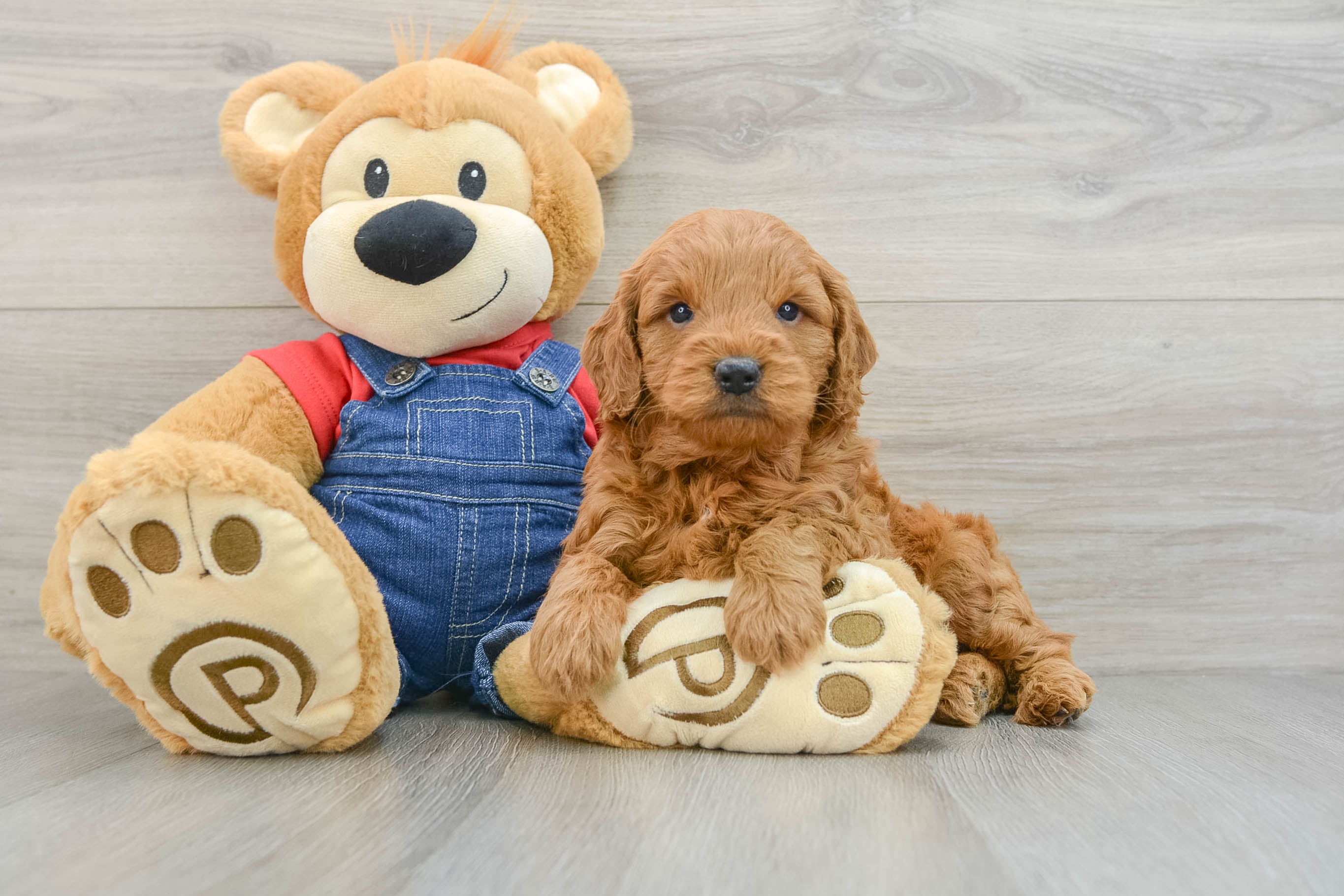 Mini Goldendoodle Pup Being Cute