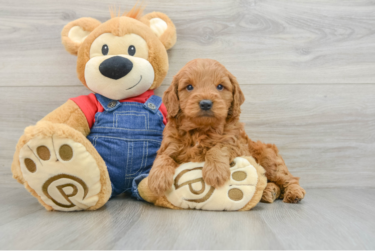 Mini Goldendoodle Pup Being Cute