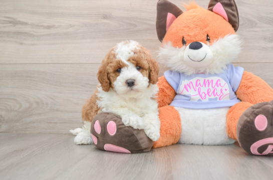 Mini Goldendoodle Pup Being Cute