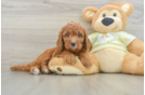 Sweet Mini Goldendoodle Baby