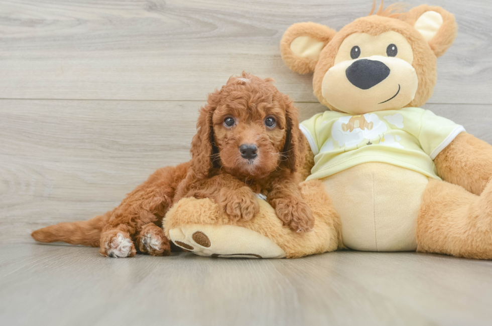6 week old Mini Goldendoodle Puppy For Sale - Premier Pups