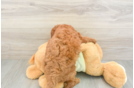 Mini Goldendoodle Pup Being Cute