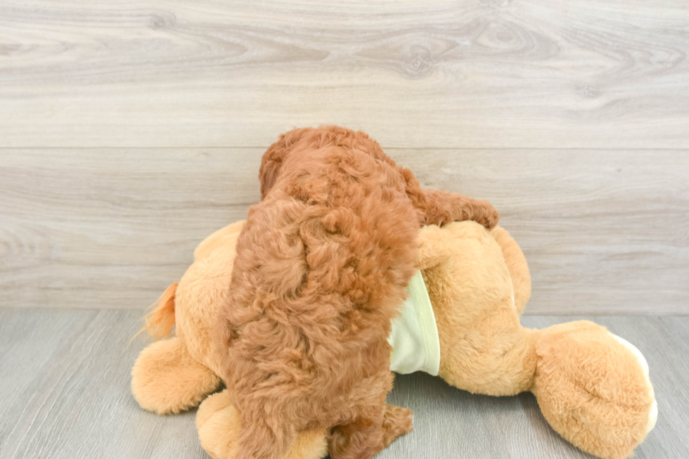 Mini Goldendoodle Pup Being Cute