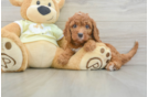 Sweet Mini Goldendoodle Baby