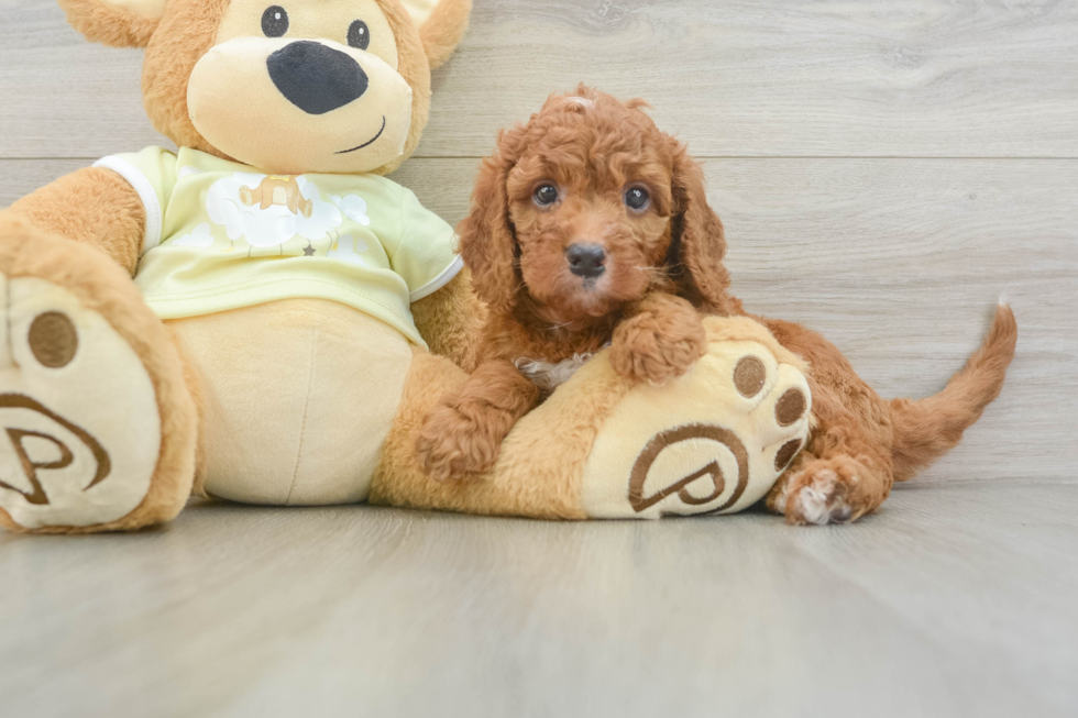 Sweet Mini Goldendoodle Baby