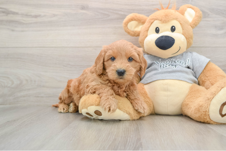 Mini Goldendoodle Pup Being Cute