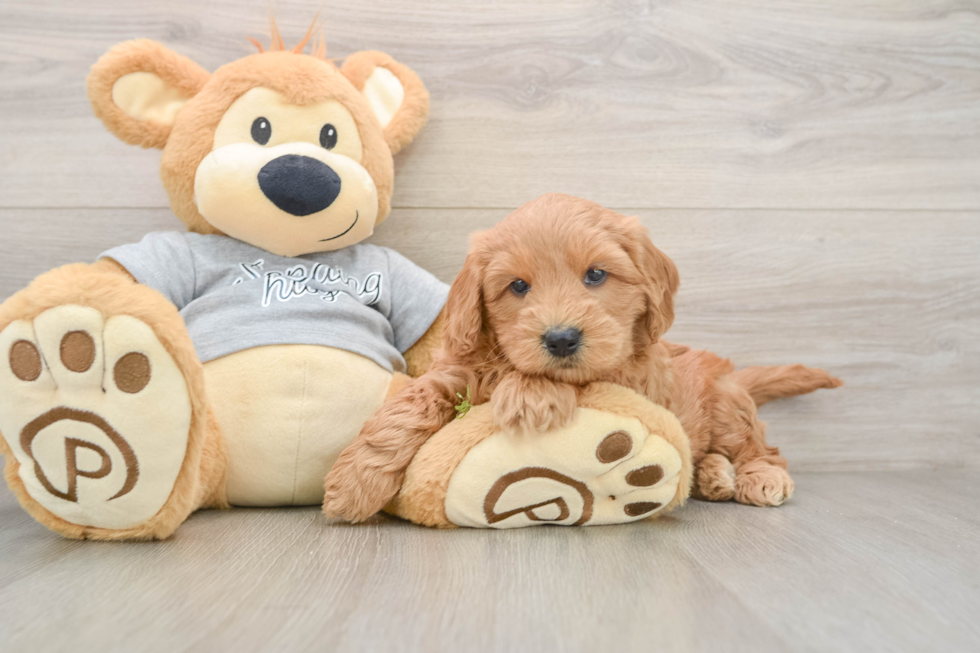 Mini Goldendoodle Puppy for Adoption