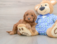 7 week old Mini Goldendoodle Puppy For Sale - Premier Pups