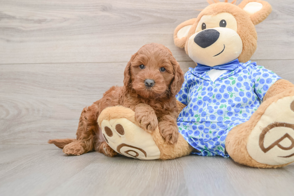 Mini Goldendoodle Pup Being Cute