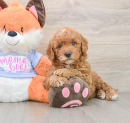 7 week old Mini Goldendoodle Puppy For Sale - Premier Pups