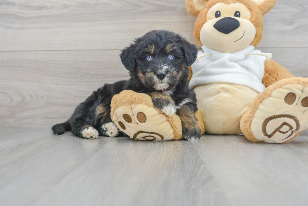 Cute Mini Huskydoodle Poodle Mix Pup