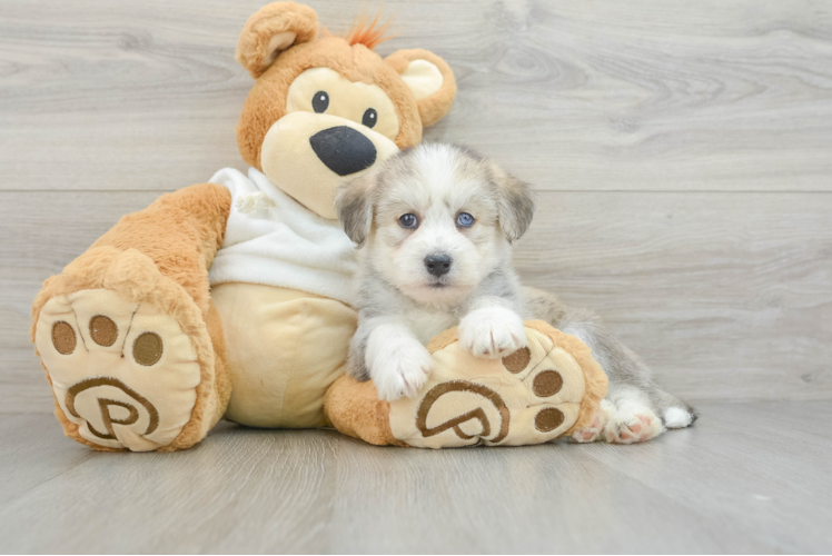 Cute Mini Huskydoodle Poodle Mix Pup