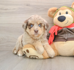 6 week old Mini Huskydoodle Puppy For Sale - Premier Pups