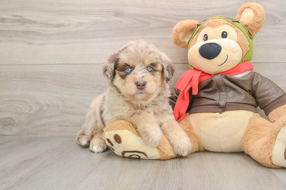 Mini Huskydoodle Puppy for Adoption