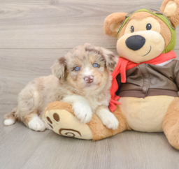 6 week old Mini Huskydoodle Puppy For Sale - Premier Pups