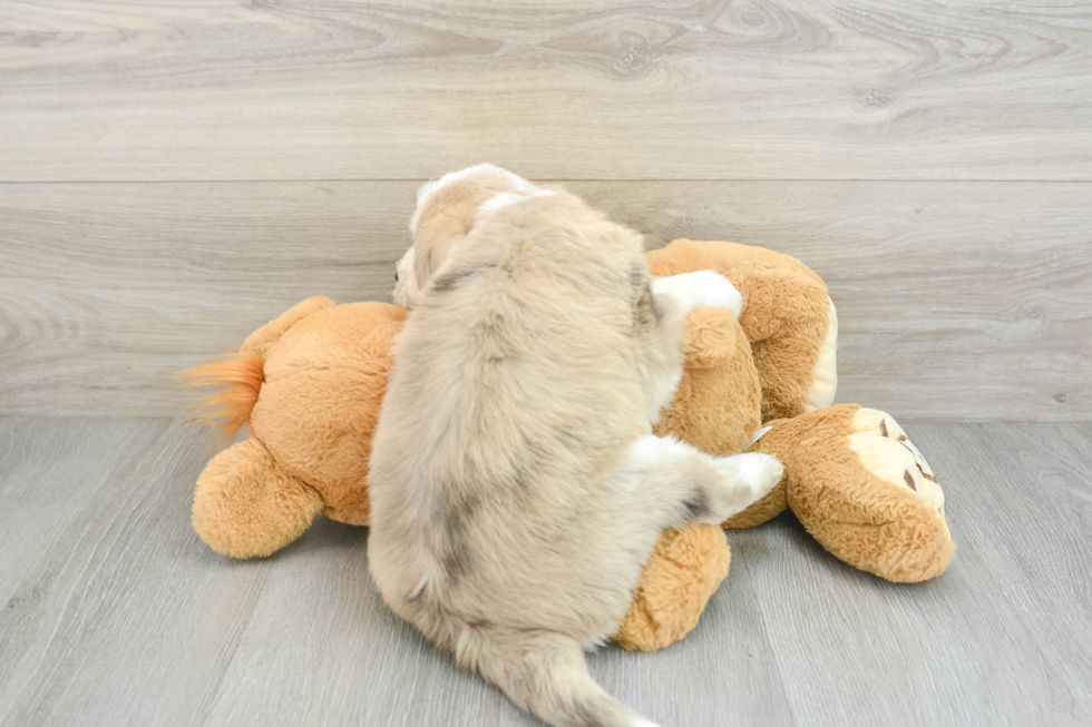 Cute Mini Huskydoodle Poodle Mix Pup