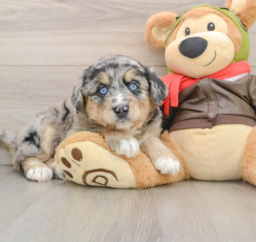 6 week old Mini Huskydoodle Puppy For Sale - Premier Pups
