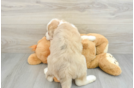 Cute Mini Huskydoodle Poodle Mix Pup