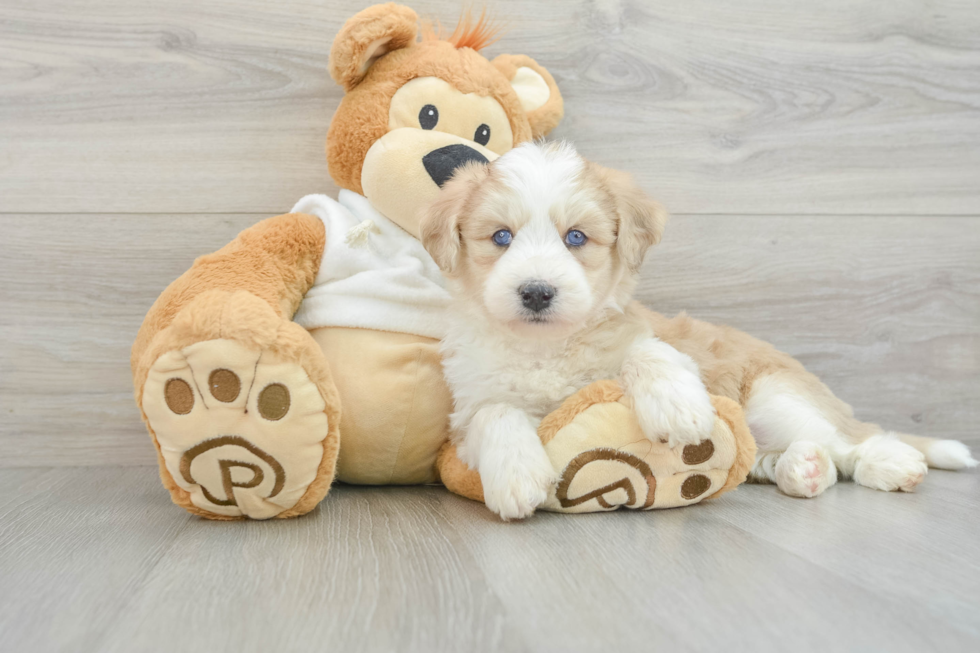 Cute Mini Huskydoodle Poodle Mix Pup