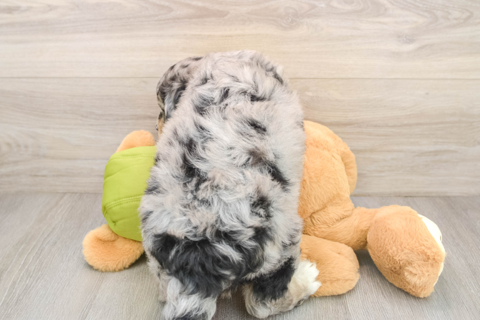 Cute Mini Huskydoodle Baby