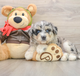 6 week old Mini Huskydoodle Puppy For Sale - Premier Pups
