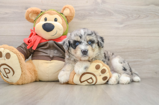 Cute Huskypoo Poodle Mix Puppy