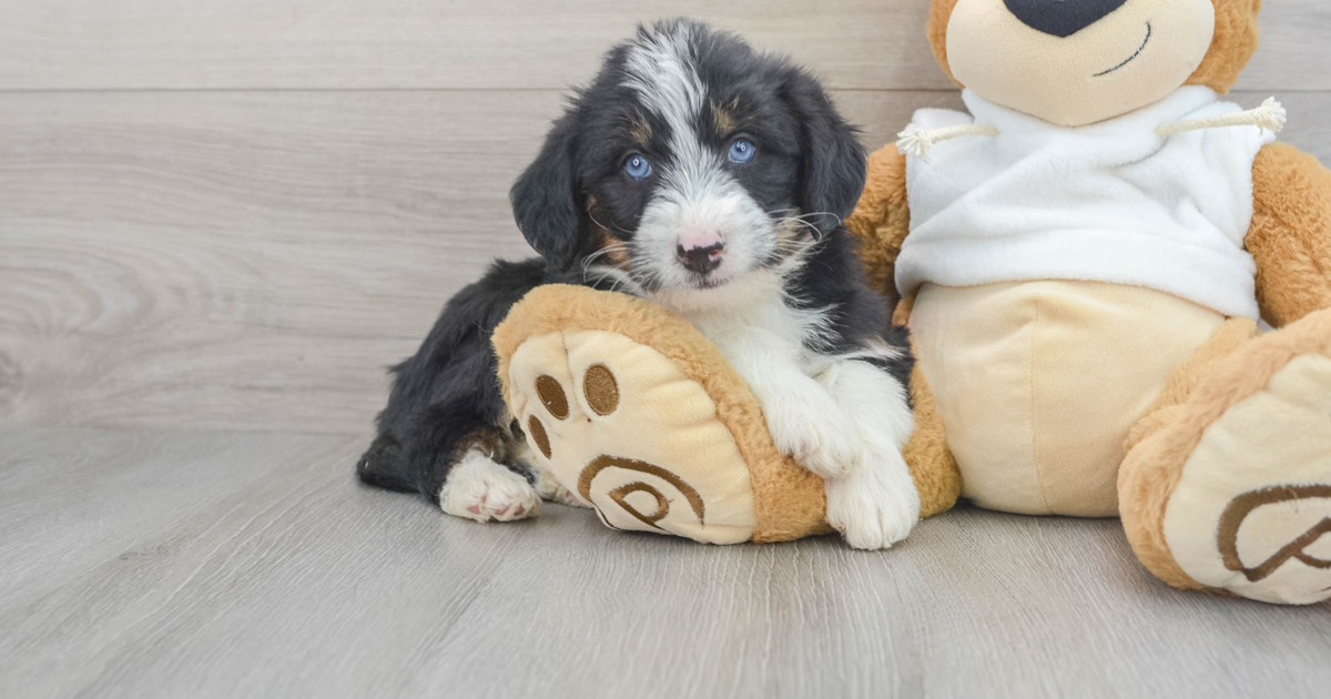 Cute Mini Huskydoodle Antonio: 11lb 14oz Doodle Puppy