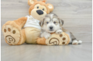 Mini Huskydoodle Puppy for Adoption