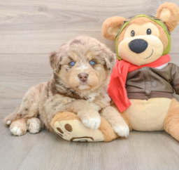6 week old Mini Huskydoodle Puppy For Sale - Premier Pups