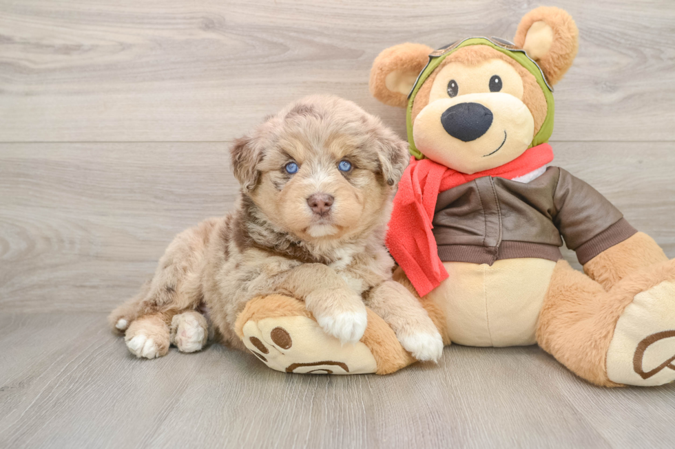 Mini Huskydoodle Puppy for Adoption