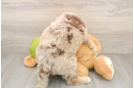 Mini Huskydoodle Puppy for Adoption