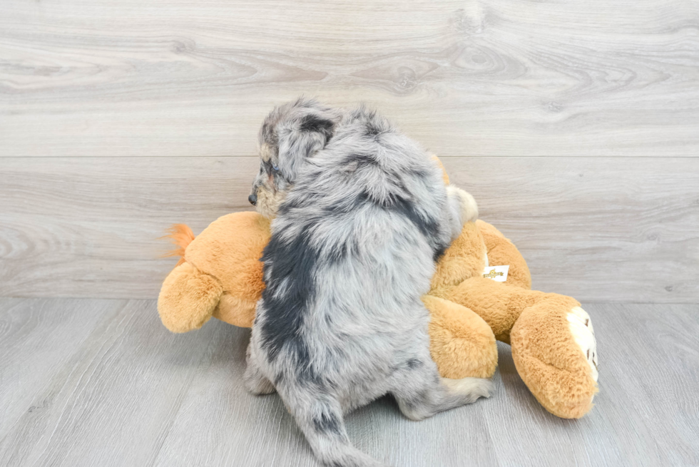 Cute Mini Huskydoodle Poodle Mix Pup