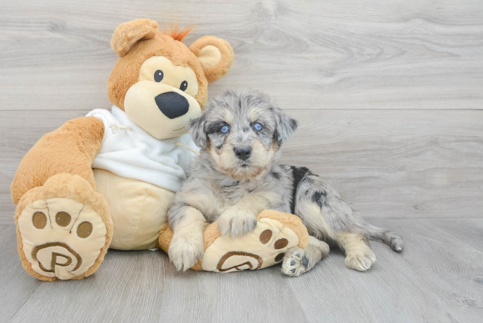 Cute Husky Poo Poodle Mix Puppy