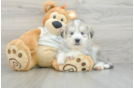 Cute Huskypoo Poodle Mix Puppy